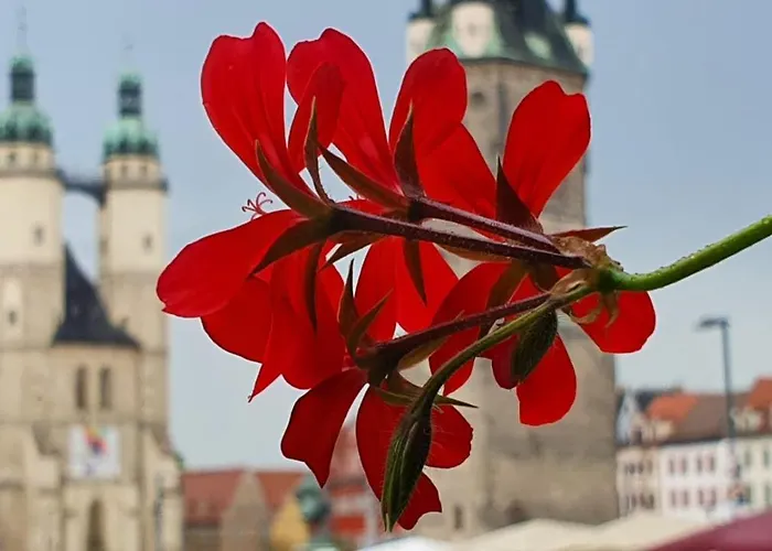 Budget In Halle With Shared Bathroom & Free Wifi